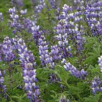 Purple Arroyo Lupine Flower Seeds for Planting – Non-GMO, Heirloom Garden Seeds