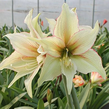 Light Green Hippeastrum Rutilum Flower Seeds ƒ?? Heirloom Non-GMO Amaryllis Blooms for Exotic Gardens for planting in your garden.