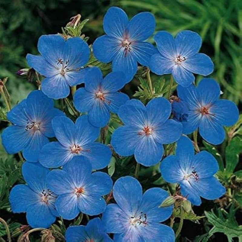 Heirloom Non-GMO Blue Geranium Flower Seeds – Rare Blooms for Planting for planting in your garden.