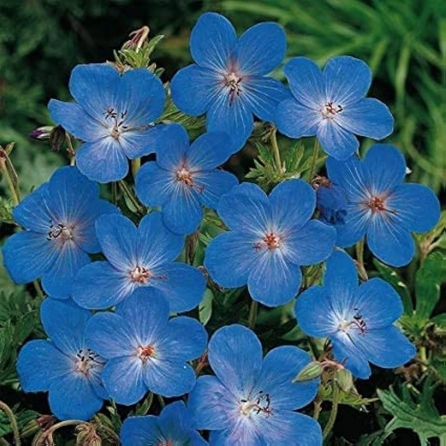 Heirloom Non-GMO Blue Geranium Flower Seeds ƒ?? Rare Blooms for Planting