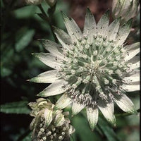 Organic Green White Astrantia Flower Seeds for Planting – Heirloom, Non-GMO for planting in your garden.
