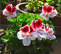 Light Yellow Univalve Geranium Flower Seeds