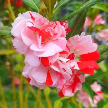 Heirloom Non-GMO Full Pink Balsamine Flower Seeds for Garden Planting ƒ?? Lush Double Blooms for planting in your garden.
