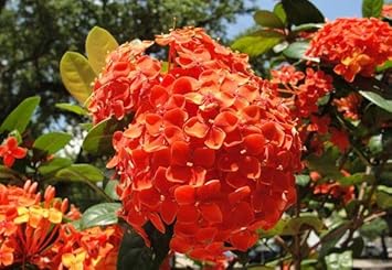 Heirloom (Heirloom scientific name) for planting in garden