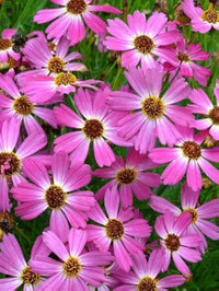 Pink Coreopsis Flower Seeds ƒ?? Heirloom, Non-GMO Flower Seeds for Planting