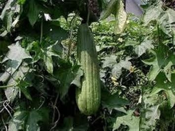 Green Sponge Vegetable Seeds for Planting heirloom & Non-GMO Seeds