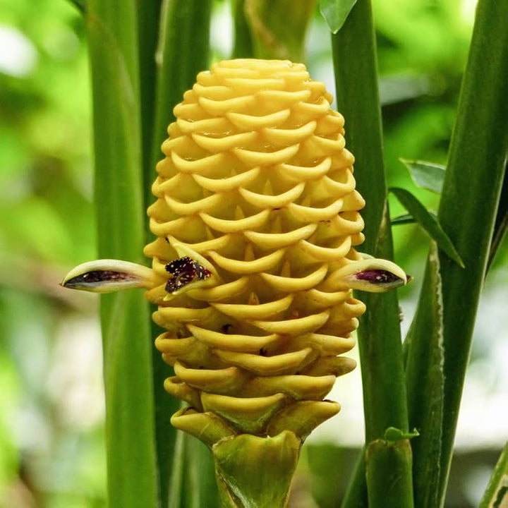Heirloom Non-GMO Beehive Ginger Flower Seeds for Planting – Exotic Tropical Garden Blooms