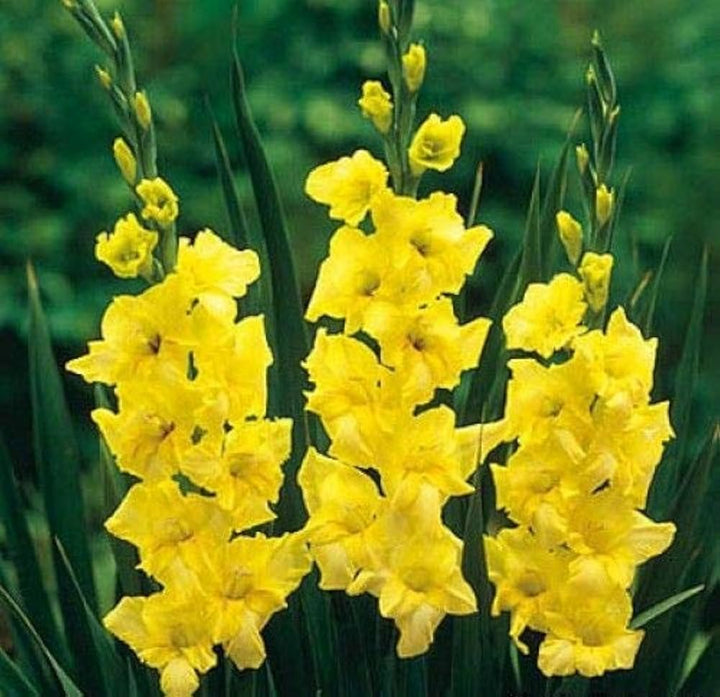 Heirloom Yellow Gladiolus Flower Seeds ƒ?? Non-GMO Perennial Blooms for Planting