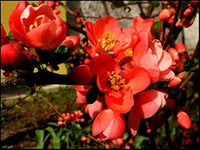 Orange Quince Flower Seeds for Planting - NON GMO Seeds