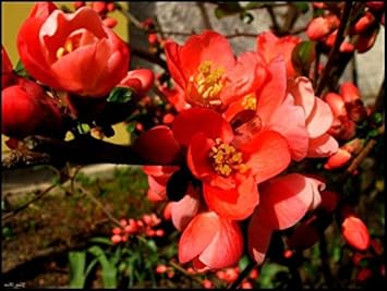 Orange Quince Flower Seeds for Planting - NON GMO Seeds for planting in home garden