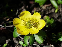 Fresh Winterling Flower Seeds for Planting - 100 pcs seeds for planting in home garden