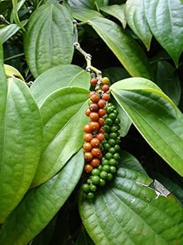 Piper nigrum black peppercorn seeds