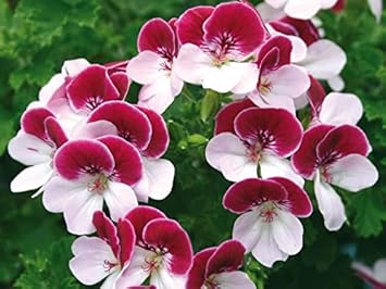 Red White Pelargonium Seeds for Planting – Organic, Heirloom, Non-GMO Flower Seeds