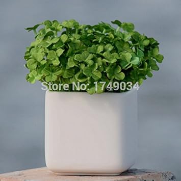 100 Pcs
