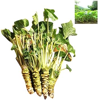 Green Horseradish Seeds for Planting - 100 Pcs pcs