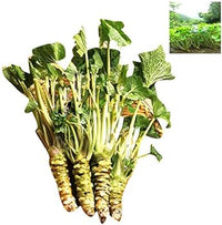 Green Horseradish Seeds for Planting - 100 Pcs pcs