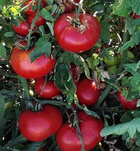 Tomato Vegetable Seeds for Planting – Red Variety 100 Pcs pcs