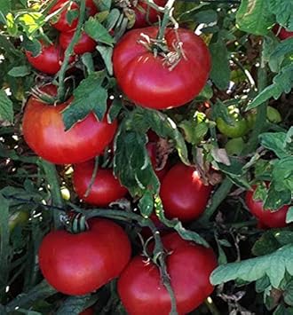 Tomato Vegetable Seeds for Planting – Red Variety 100 Pcs pcs