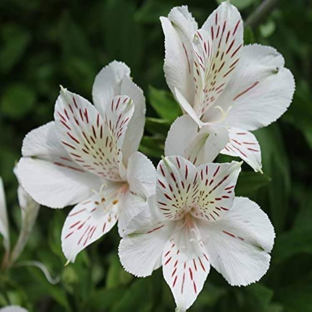White Alstroemeria Seeds - Heirloom Non-GMO Planting Flower Seeds
