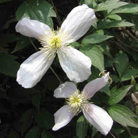 Clematis Flower Seeds White for Planting - NON GMO Seeds for planting in home garden