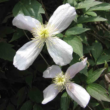 Clematis Flower Seeds White for Planting - NON GMO Seeds for planting in home garden