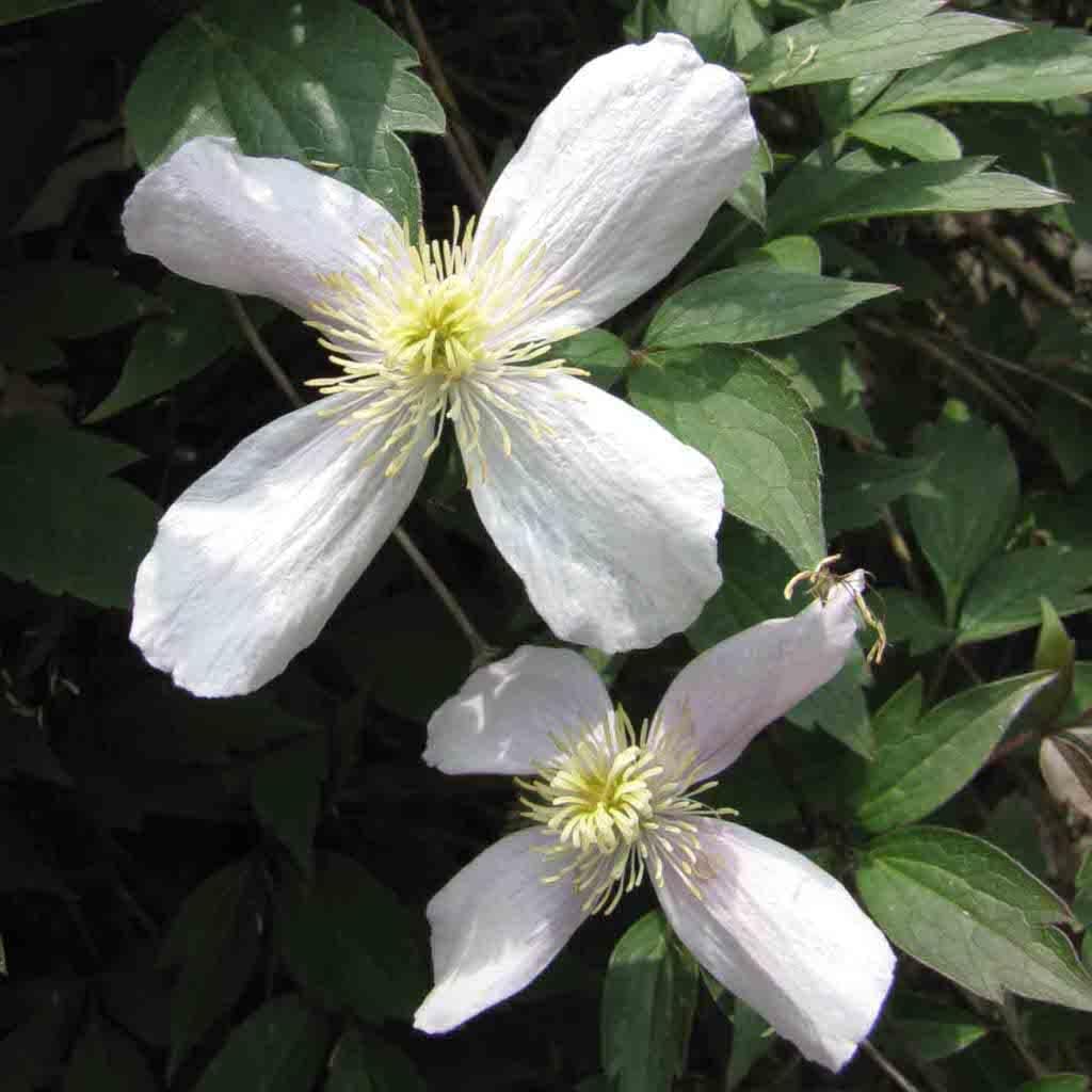 Clematis Flower Seeds White for Planting - NON GMO Seeds