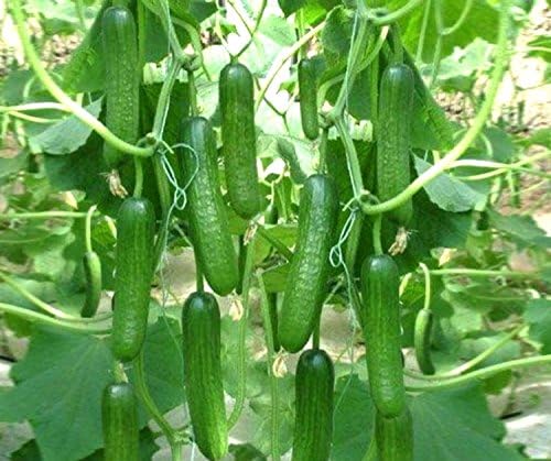 Heirloom Organic Cucumber Snake Greenhouse Louisa F1 Seeds, Vegetable Seeds for Planting