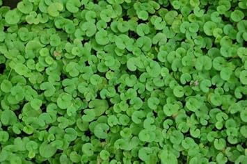 Heirloom Non-GMO Pink Dichondra Repens Plant Seeds ƒ?? Ornamental Ground Cover for Garden Planting