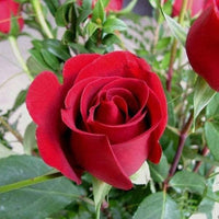 Perennial rose flowers adding elegance and color to a sunny garden border.
