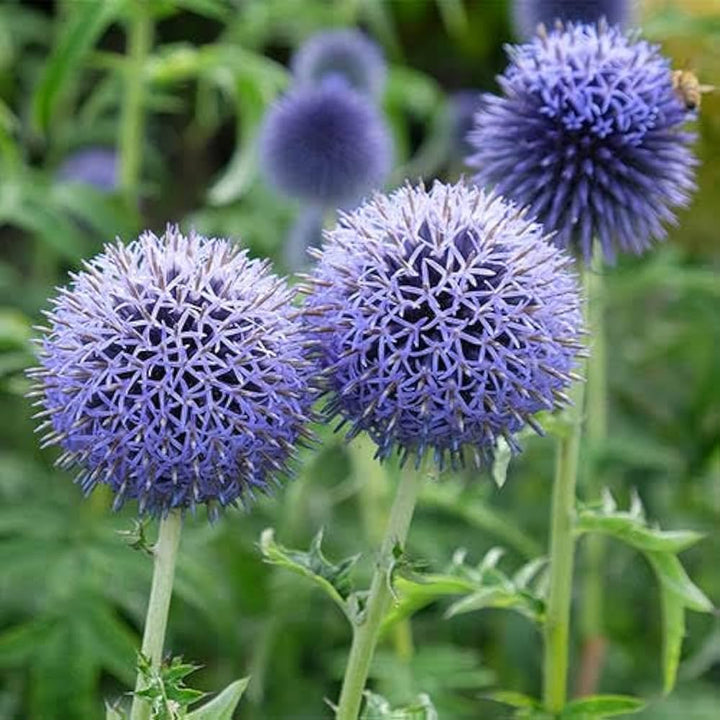 Echinops Ritro Flower Seeds for Planting, 100 pcs