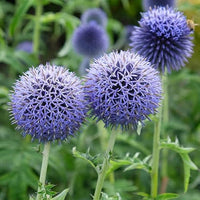 Echinops Ritro Flower Seeds for Planting, 100 pcs