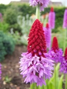 Red Purple Primula Vialii Flower Seeds for Planting - NON GMO Seeds for planting in home garden