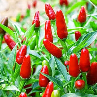 Piquin Vegetable Seeds for Planting heirloom & Non-GMO Seeds