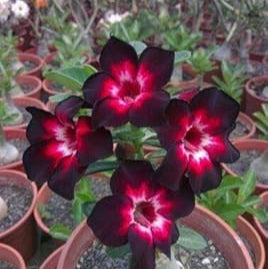Obesum Mixed Flower Seeds for Planting – Organic, Heirloom, Non-GMO Seeds