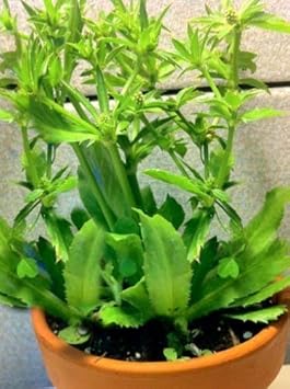Eryngium Foetidum Seeds Scientific Name Placeholder for planting in home garden