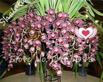 100 Pcs