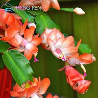 Orange Schlumbergera Flower Seeds for Planting, 100 pcs