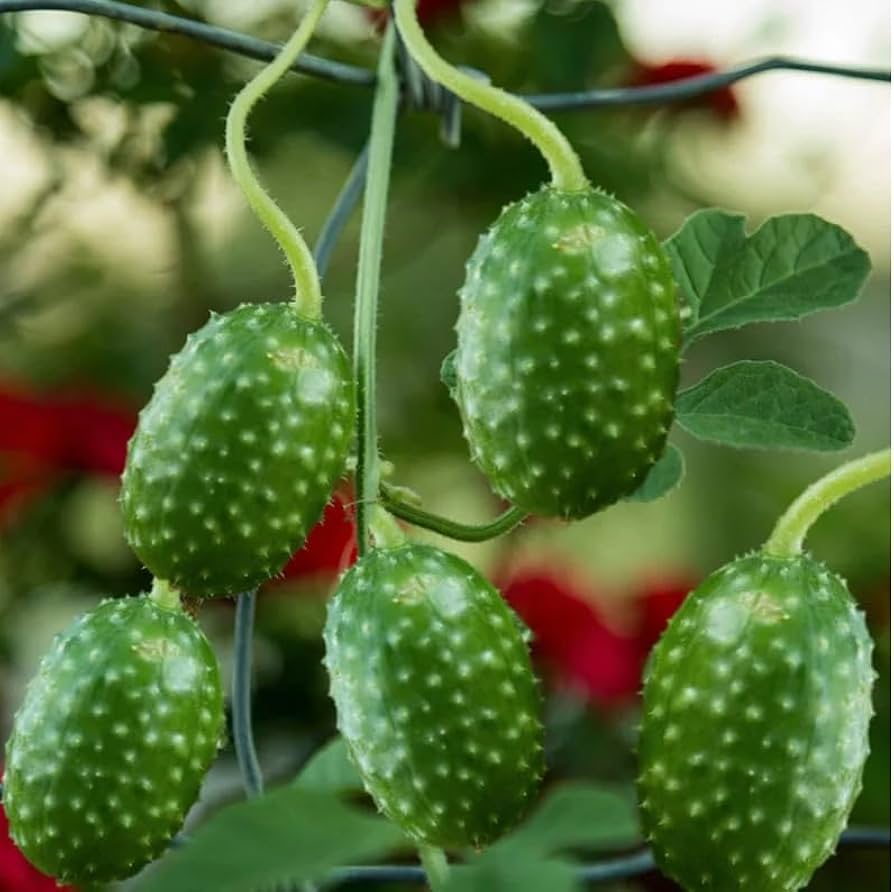West Indian Gherkin Cucumber Seeds for Planting - heirloom & Non-GMO Seeds
