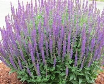Purple Hyssop Plant Seeds for Aromatic and Medicinal Garden Use ? Fresh Herb for Your Garden