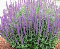 Purple Hyssop Plant Seeds for Aromatic and Medicinal Garden Use ? Fresh Herb for Your Garden