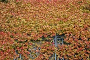 Yellow Red Boston Ivy Seeds for Planting-Heirloom & Non-GMO Seeds for planting
