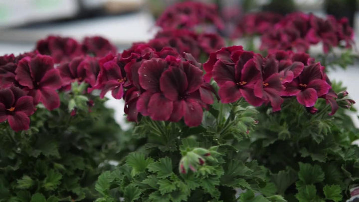 Heirloom Non-GMO Chocolate Geranium Flower Seeds for Planting – Rich Colored Garden Blooms