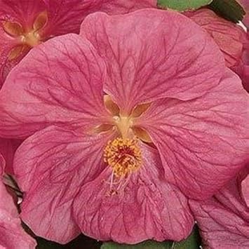 Abutilon Bella Flower Seeds for Planting, NON GMO Seeds seeds for planting in home garden