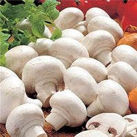 Mushroom Seeds for Planting, White, 100 Pcs pcs