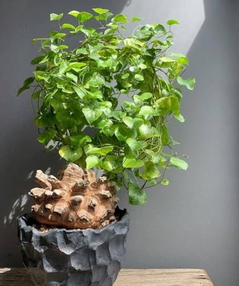 Heirloom Non-GMO Dioscorea Plant Seeds for Planting – Edible Tropical Tuber Seeds - Non-GMO for planting in home garden