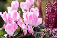 Pink (Pink scientific name) for planting in garden