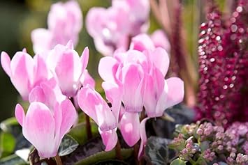 Pink (Pink scientific name) for planting in garden