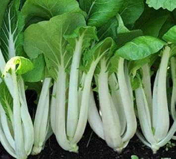 Green Shanghai Seeds for Planting heirloom & Non-GMO Seeds