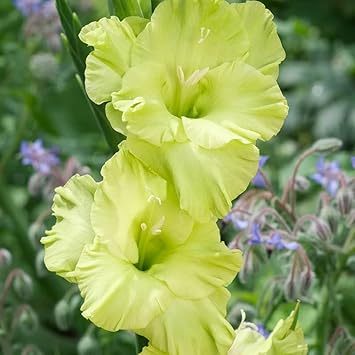 Non-GMO Perennial Gladiolus Green Flower Seeds for Garden Planting ƒ?? Long-Lasting Blooms