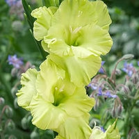 Non-GMO Perennial Gladiolus Green Flower Seeds for Garden Planting ƒ?? Long-Lasting Blooms
